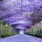 TOYHEART 50 Stück Premium Blumen Samen Listeria Samen Stauden Gut Blühende Kletter Pflanzen Lila Wisteria Blumen Samen Für Park Wisteria Sinensis Samen