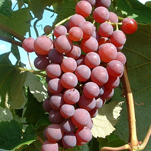 Weintraube Vanessa kernlose rosefarbene Früchte 3,5 Liter Topfballen