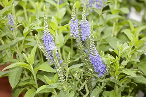 Veronica longifolia 'Blauriesin' ca. 9x9 cm Topf - Ehrenpreis, blaue Blüten, Blütezeit Juli-September, ideal für Rabatten, bienenfreundlich, pflegeleicht