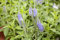 Veronica longifolia 'Blauriesin' ca. 9x9 cm Topf - Ehrenpreis, blaue Blüten, Blütezeit Juli-September, ideal für Rabatten, bienenfreundlich, pflegeleicht