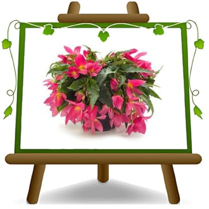 EURO PLANTS VIVAI Begonia bolivensis beuville colori assortiti pianta ornamentale su vaso: 14 cm