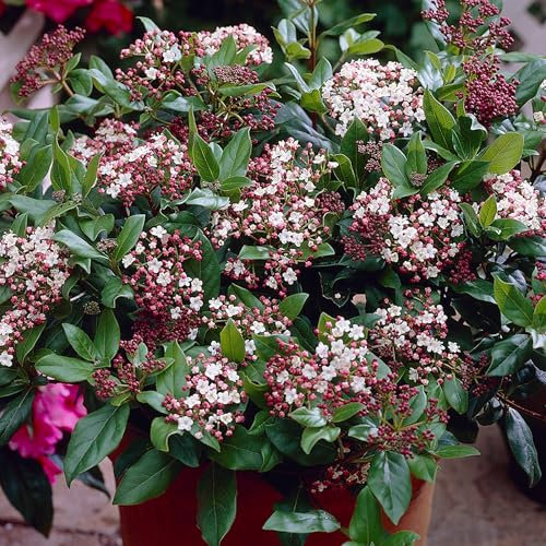 Viburnum Gwenllian Plantas de Jardín Exterior Listas Arbusto de Hoja Perenne en Maceta