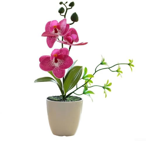 Planta de Phalenopsis, maceta incluida, planta de casa, orquídea viva en maceta doble Phalaenopsis, perfecta para el hogar, oficina, Navidad, cumpleaños, aniversarios (rojo morado)