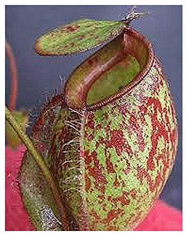 Nepenthes ampullaria red green lips - Kannenpflanze - 10 Samen