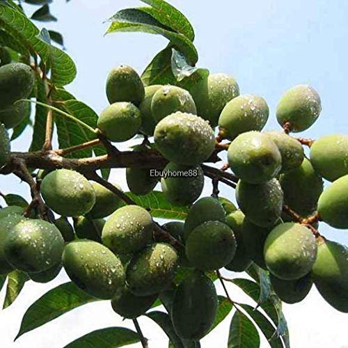Portal Cool Semillas de Olivo Bonsai Olea Europaea Semillas Mini Olivo Planta Ornamental Ehe8 01