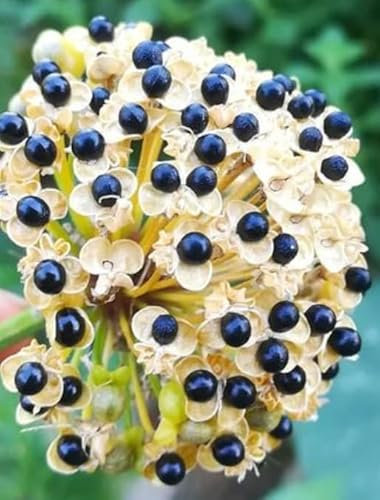 200 graines d'ail des ours sans traitement issus de notre production 2024