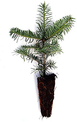 Nordmanntanne Setzlinge Tlugi als Containerpflanzen Abies Nordmanniana Tlugi 15-30cm (140)