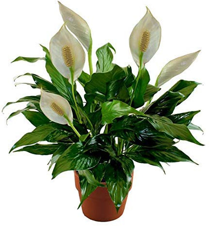 Lirio de la Paz Decorativo y Natural Perfecto Para la Decoración del Hogar