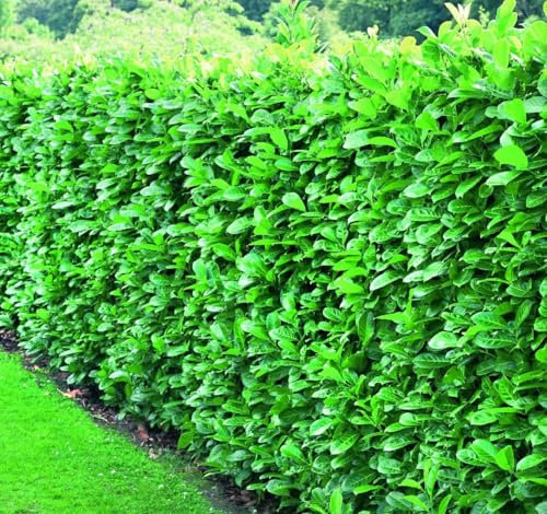 Direct Plants Prunus Cherry Laurel Trees Pallet of 10 5-6ft Tall Extra Large in 10 Litre Pots