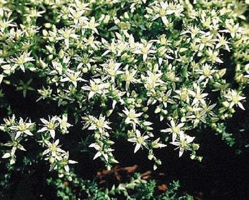 Ponak New Fresh 20pcs Semi di piante Sedum Acre bianche