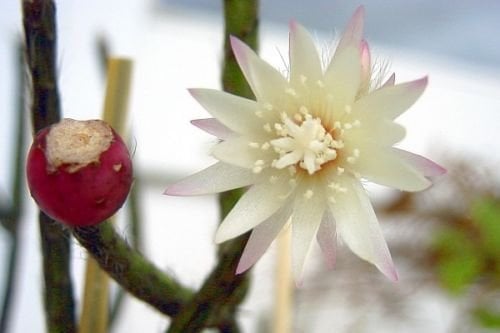 Rhipsalis pilocarpa - Vischio Cactus - 25 semi