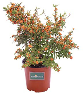 Pianta di Pyracantha Navaho Pianta di Agazino Nano pianta da esterno pianta da giardino pianta da bacche arancione pianta ornamentale pianta vera venduta da eGarden.store