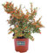 Pianta di Pyracantha Navaho Pianta di Agazino Nano pianta da esterno pianta da giardino pianta da bacche arancione pianta ornamentale pianta vera venduta da eGarden.store