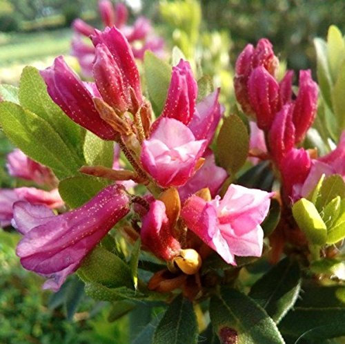 Bewimperte Alpenrose Typ Schnupper 10-15cm - Rhododendron hirsutum