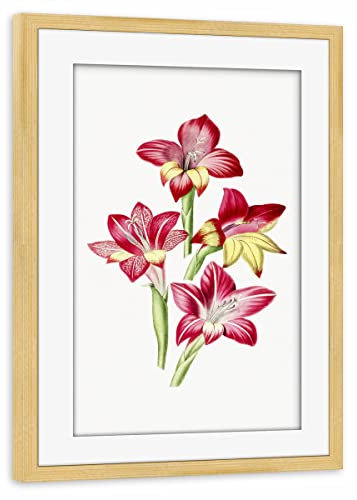 artboxONE Poster mit Rahmen Kiefer 30x20 cm Rote Gladiole von Mango Art - gerahmtes Poster