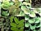 Selección de plantas flotantes 20-25, 4 variedades, contra algas