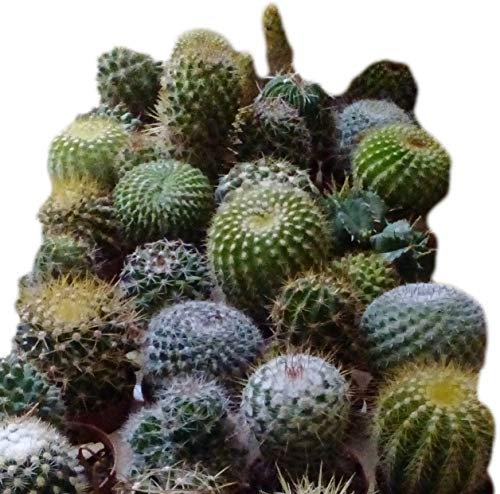 Mélange de cactus, mélange de 20 pièces, pot de diamètre 5