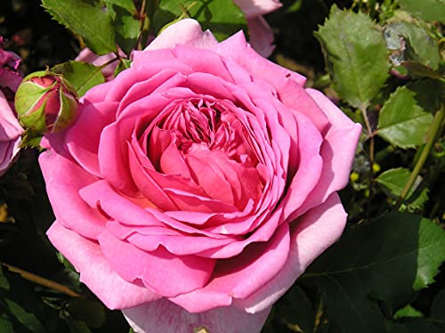 Princess Alexandra of Kent - 5.5lt Potted David Austin Shrub Garden Rose - Large, Deep Pink Blooms - Strong Fragrance
