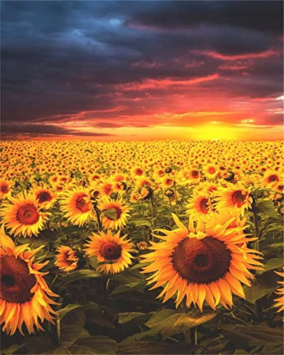 Zdklfm69 Malen nach Zahlen Ölgemälde nach Zahlen Landschaft Erwachsene Sonnenblume Sonnenuntergang auf Leinwand Ölbild Zeichnung Malen nach Zahlen Dekoration Geschenk 40x50cm