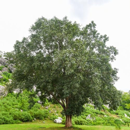10 Pcs Bodhi Samen - Ficus Religiosa - Minigarten, Bonsai Baum Echt Bodhi Baum Bonsai Samen, Zimmerpflanzen Echt Samen Bonsai Tree Bäume Pflanzen Bonsaibaum, Pflanzen Züchten Bonsai