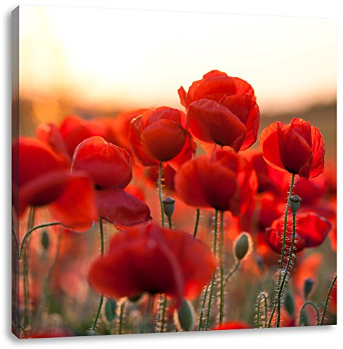 Pixxprint Feuriger Mohn, Größe: 60x60, Leinwandbild Quadratisch, Wandbild, Kunstdruck, fertig bespannt