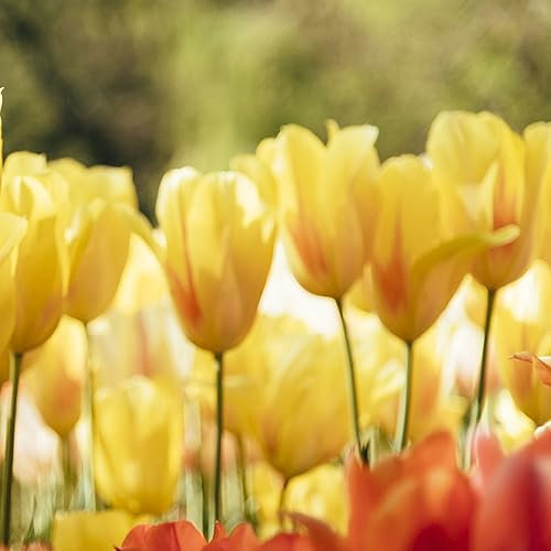 5 pcs tulpenzwiebeln bio - pflanztöpfe indoor plants tulpenzwiebel,tulpen zwiebeln winterhart mehrjährig, plant winterfeste pflanzen für garten ausgefallene geschenke