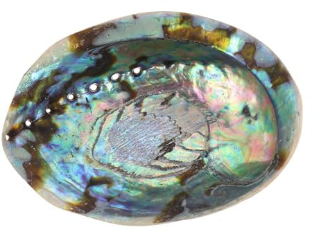 GREENADSCAPE Abalone-Muschel Muscheln Masse Schalen für das Handwerk weißes große Muscheln Nautilus-Schale bürodeko büro Dekoration Bastelmaterial selber Machen natürliche Muschel Hülse