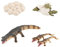 JOINPAYA 1 Satz Krokodil-Wachstums zyklus Puzzle-Spielzeug Lernspielzeug Bonsai-Figur Tierfiguren wohnzimmerdeko inneneinrichtung Künstliches Krokodil-Spielzeug Tierspielzeug für Kinder PVC