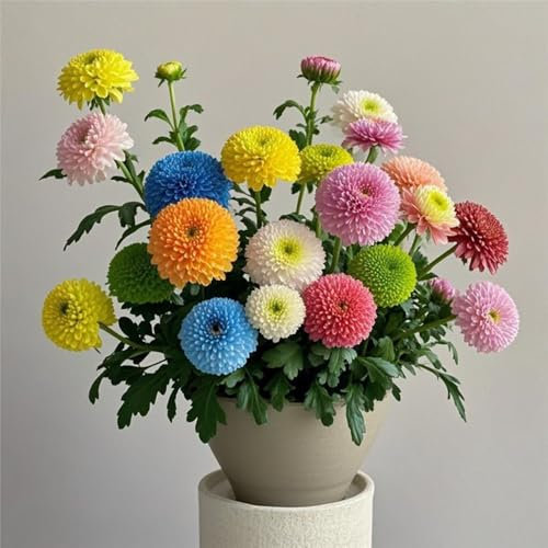 50PCS Mischfarben Chrysanthemen Samen - Ideal für Garten, Balkon & Blumenvasen - Perfekt zum Pflanzen in Töpfen oder Beeten, Ziert Ihren Raum mit Farbenpracht