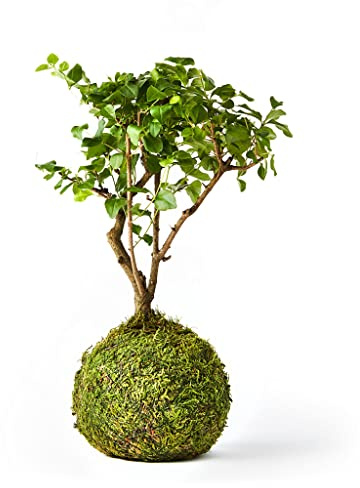 Tranquil Plants Home Decor Bonsai Tree Indoor Plant | Broom-Style Kokedama House Plant with Fertilized Green Moss Ball for Bedroom Office Desk Decor Indoor House Plants Gardening Gifts- 10 years Plant