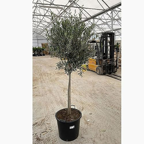 SAVINI VIVAI Pianta di Olivo Leccino in mastello 50 cm Altezza 130-150 cm Made in Italy