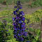 Semi Delphinium Caballero Negro de Fiori (Delphinium Cultorum) 50 + Semi