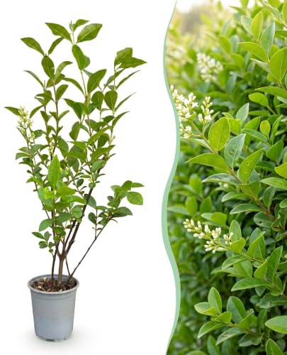 Green boutiQ - 40x Ligustrum ovalifolium - Gewöhnlicher Liguster - Heckenpflanzen - Immergrün - Grün - Topf 9cm - Höhe 35-45cm