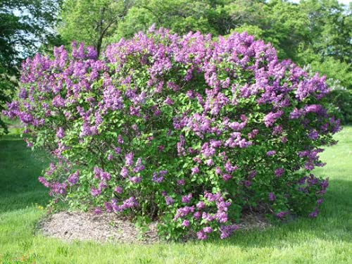Common Lilac - Syringa vulgaris - Healthy- Gallon Potted Plant - Shrub – 1 Plant by Growers Solution