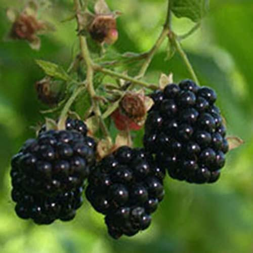 Saterkali Semi di lamponi neri, 200 Pz/borsa Semi di lamponi neri Dolce Nutriente Delizioso Semi di frutta di lampone nero per uso domestico Semi di mora#