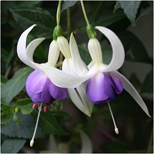 Fuchsia 'Delta's Sarah' Hardy Shrub Fuchsia x 5 Plug Plants by Growtanical®
