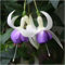 Fuchsia 'Delta's Sarah' Hardy Shrub Fuchsia x 5 Plug Plants by Growtanical®