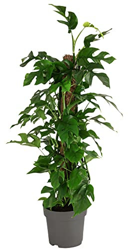 Dehner Fensterblatt Monstera minima, Rhaphidophora tetrasperma, tiefe Blattschlitze, ca. 75-80 cm, Ø Topf 19 cm, Zimmerpflanze
