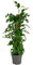 Dehner Fensterblatt Monstera minima, Rhaphidophora tetrasperma, tiefe Blattschlitze, ca. 75-80 cm, Ø Topf 19 cm, Zimmerpflanze