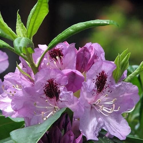 Rhododendron 'Blue Jay' 40-50 cm pot | Rhododendron bleu-violet décoratif, parfait jardin & sous-bois