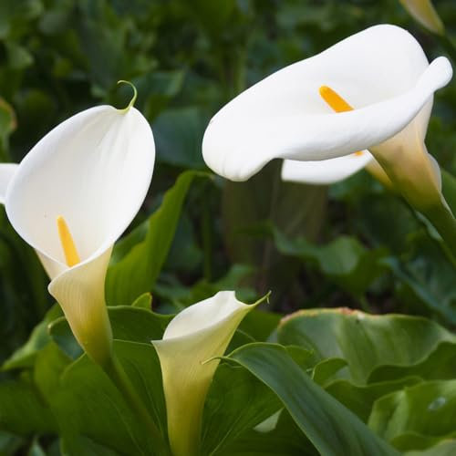 6 bulbos de cala, plantas perennes resistentes - flores de jardín, flores, balcón, alcatraces, alcatraces, Zantedeschia aethiopica, regalos para el jardín, decoración floral, flores de
