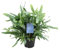 Baumfreund - Phlebodium Blauer Farn - Zimmerpflanze - Ø14cm - 40cm