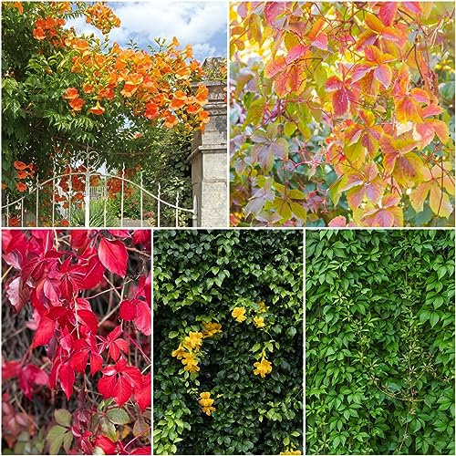 300 pcs Parthenocissus tricuspidata wilder Wein samen - winterharte kübelpflanzen Creeper,Parthenocissus Quinquefolia topfpflanzen draußen winterhart rankpflanze balkon deko garten