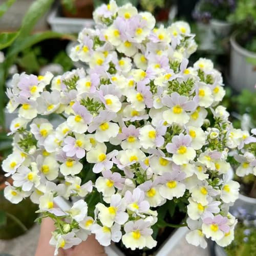 120 pcs Elfenspiegel samen - baumsamen flowers wiesensaatgut gewächshaus balkon exotische pflanzen winterhart bonsai baum winterharte kübelpflanzen schmetterlingswiese plants deko