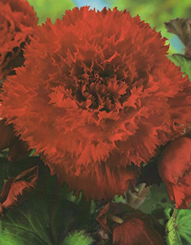 Begonien Fimbriata gefranste gefüllte in rot Knollenbegonien Blumenzwiebeln (5 Blumenzwiebeln)
