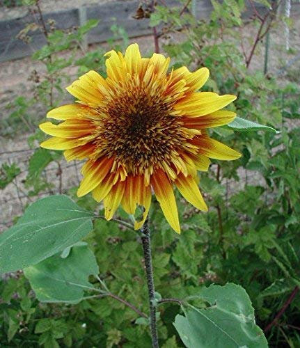 Seeds 10 Semi di girasole (The Joker) Hybrid enorme rosso/giallo Bicolor
