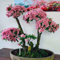Neue frische 10pcs rosa Azaleen-Pflanzensamen