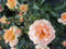 Rosa Impala ® - Beetrose Impala ® - ADR Rose - Kordes Rose