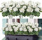 Weldomcor 3 Flores Artificiales, Flores de Geranios de Seda con Hojas Verdes, Ramo de Geranios Falsa Realista para jardín, hogar, Oficina, Fiesta, Boda, decoración de Centro de Mesa (Blanco)