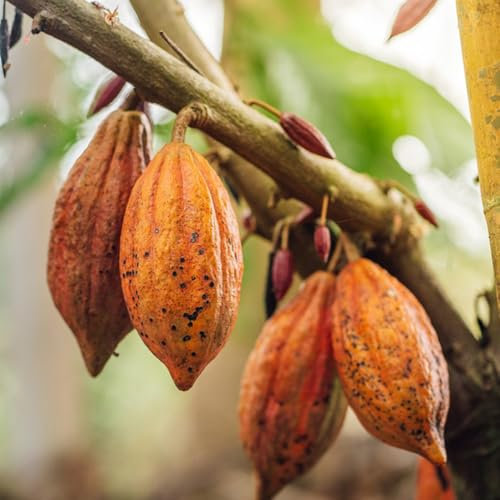 Kakaobaum Samen, bonzai baum samen Theobroma cacao Pflanze, exotische samen samen baum, pflanzen samen bonsai baum samen baumsamen kaufen winterharte pflanzen winterharte pflanzen für 200pcs